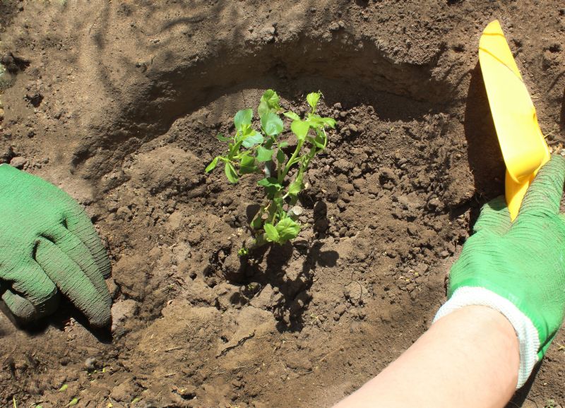 Bush Replacement in Honolulu, HI