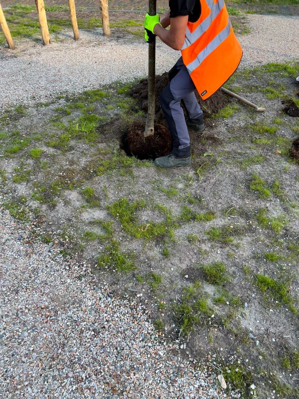 Cherry Tree Planting in Ventura County, CA