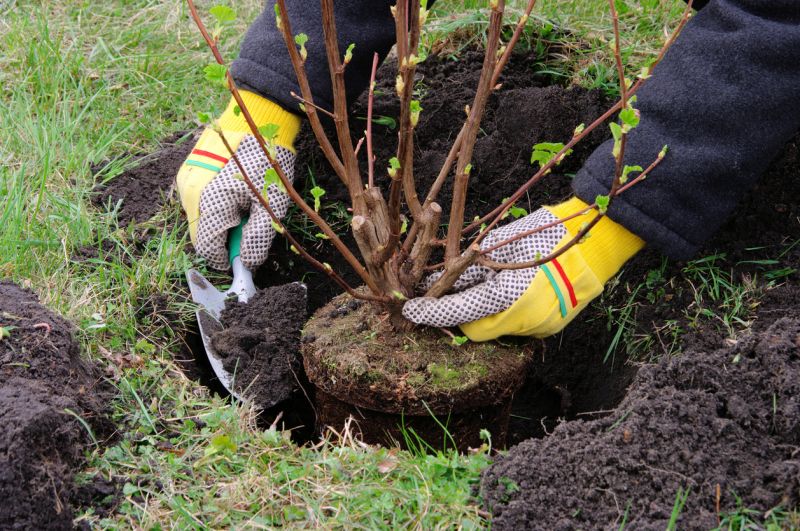Hedge Replacement in Ventura County, CA