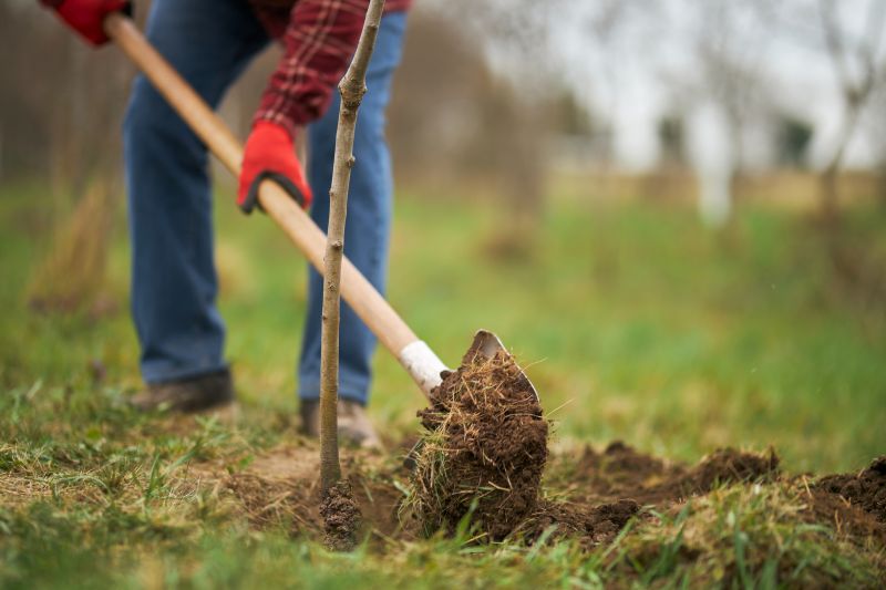 Japanese Cherry Tree Planting in Ventura County, CA