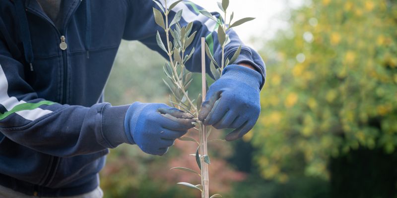 Magnolia Tree Planting in Honolulu, HI