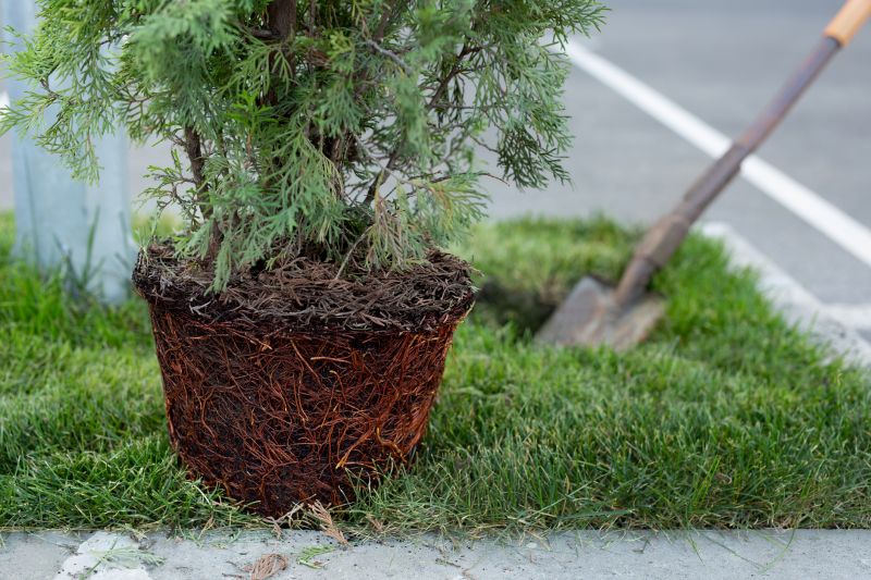 Maple Tree Planting in Honolulu, HI