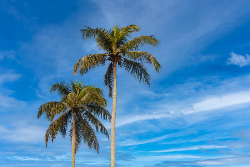 Privacy Trees Planting in Ventura County, CA