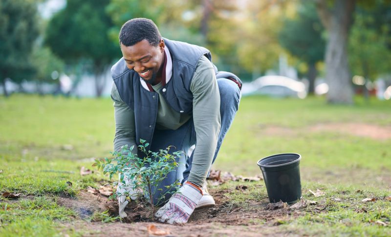 Rose Bush Planting in Honolulu, HI