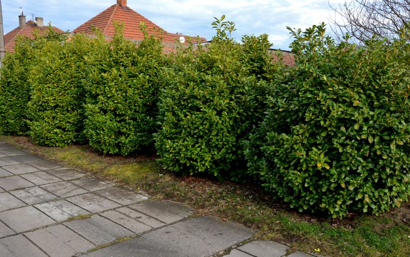 Shrub Landscaping in Honolulu, HI