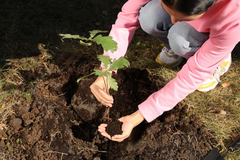 Tree Installation Service in Honolulu, HI