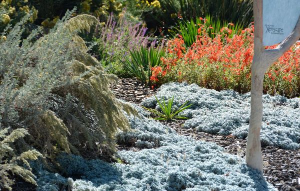 Arid Landscape Design