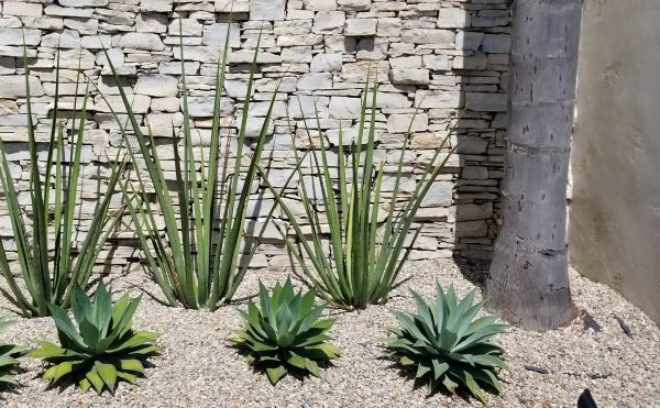 Xeriscape Design - Xeriscape Design Fountain Hills, Arizona